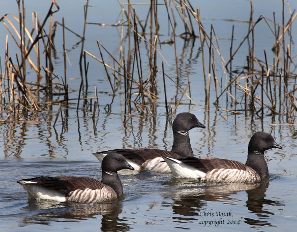 Photo by Chris Bosak A flock of Brant swims in the marshlands of Milford Point in Milford, Conn., April 2014.