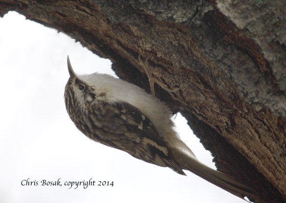 Photo by Chris Bosak A Brown Creeper climbs up the underside of a branch on a tree in Norwalk, Dec. 2014.