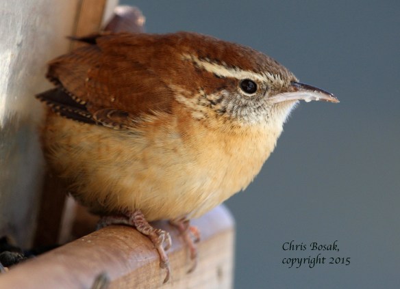 Photo by Chris Bosak A Carolina Wren perches on a feeder in New England in January 2015.