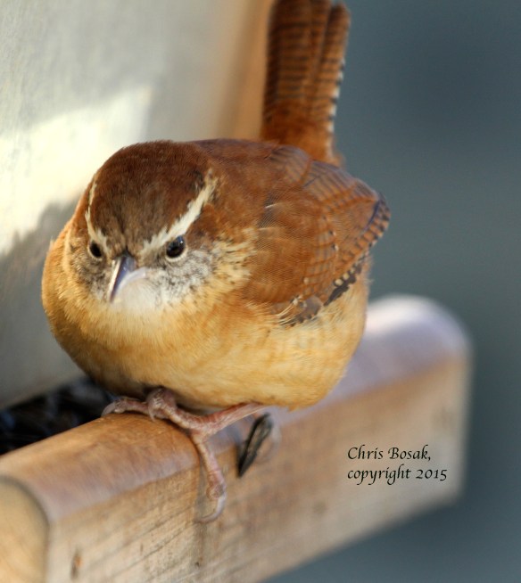 Photo by Chris Bosak A Carolina Wren perches on a feeder in New England in January 2015.