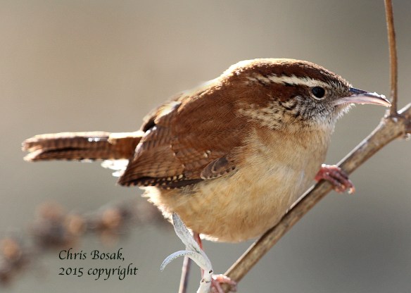 Photo by Chris Bosak A Carolina Wren perches on a feeder in New England in January 2015.