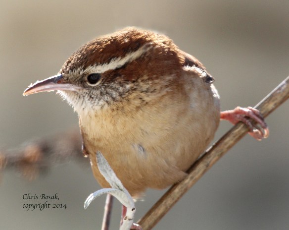 Photo by Chris Bosak A Carolina Wren perches on a feeder in New England in January 2015.