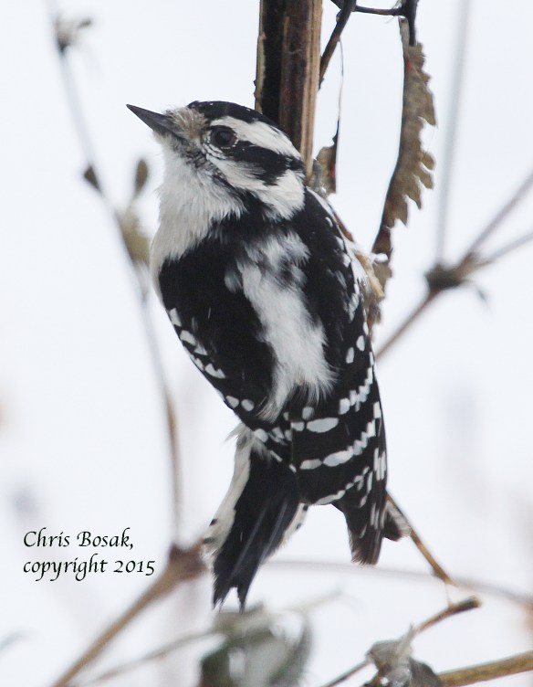 Photo by Chris Bosak A female Downy Woodpecker perches next to a birdfeeder in New England, Jan. 2015.