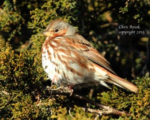 Photo by Chris Bosak A Fox Sparrow perches in a cedar tree at Weed Beach in Darien, Conn., in Jan. 2015.