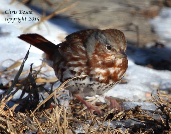 Photo by Chris Bosak A Fox Sparrow scratches on the ground for weed seeds at Weed Beach in Darien, Conn., in Jan. 2015.
