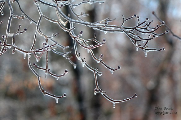 Photo by Chris Bosak Ice covers branches in New England during a storm in Jan. 2014.