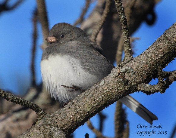 Photo by Chris Bosak A Dark-eyed Junco perches in a  tree at Weed Beach in Darien, Conn., in Jan. 2015.