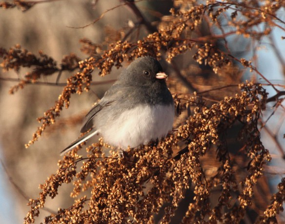 Photo by Chris Bosak A junco perches on a dried up plant at Weead Beach in Darien, Conn., in Jan. 2015.