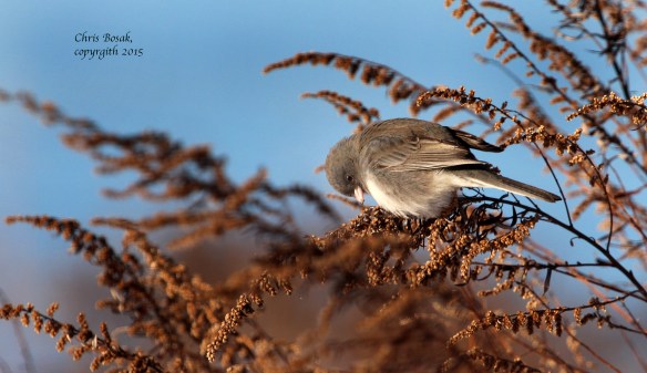 Photo by Chris Bosak A junco looks for seeds on a dried up plant at Weed Beach in Darien, Conn., in Jan. 2015.
