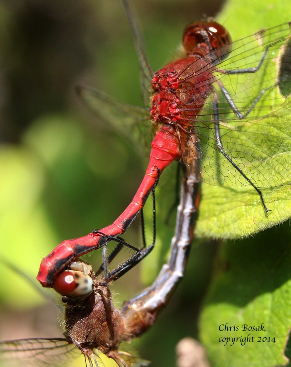 Photo by Chris Bosak Meadowhawk dragonflies mate in Selleck's/Dunlap Wood in summer 2014.