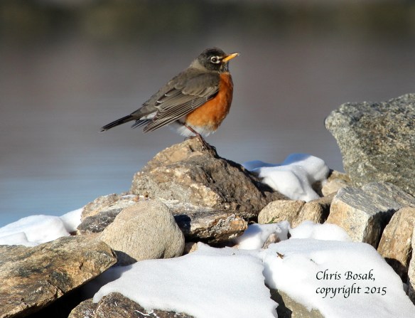 Photo by Chris Bosak An American Robin perches on a rock at Weed Beach in Darien, Conn., in Jan. 2015.