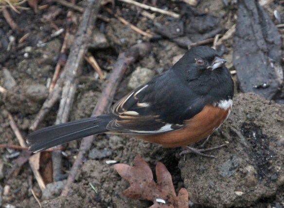 Photo by Chris Bosak An Eastern Towhee searches a garden for food in Jan. 2015.