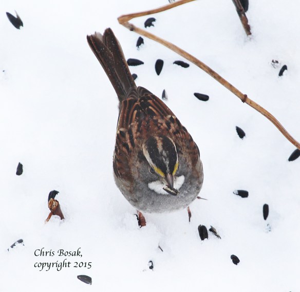 Photo By Chris Bosak White-throated Sparrow near feeder station in New England, Jan. 2015.