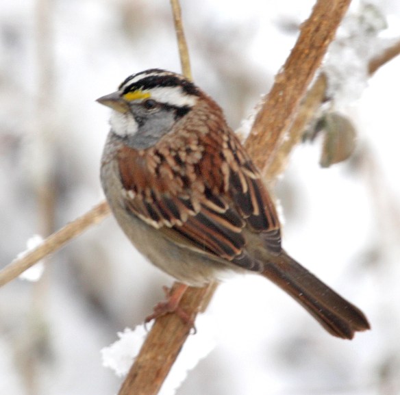Photo By Chris Bosak White-throated Sparrow near feeder astation in New England, Jan. 2015.