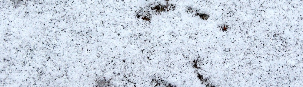 Photo by Chris Bosak Footprints of a White-throated Sparrow are impressed into the snow of a sidewalk in New England.