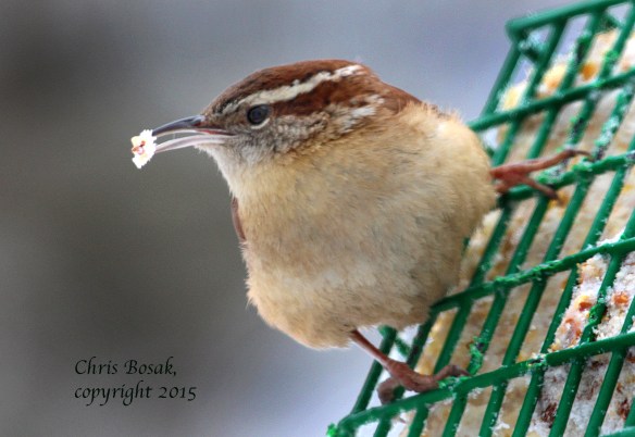 Photo by Chris Bosak A Carolina Wren grabs a bite to eat from a suet cake in New England, Feb. 2015.