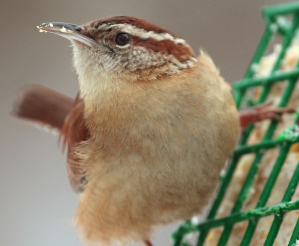 Photo by Chris Bosak A Carolina Wren grabs a bite to eat from a suet cake in New England, Feb. 2015.