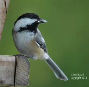 Photo by Chris Bosak Black-capped Chickadee at backyard feeder, Oct. 2014.