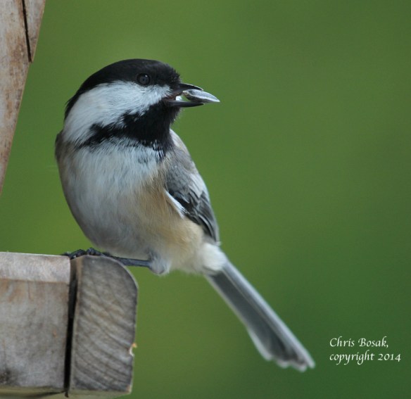 Photo by Chris Bosak Black-capped Chickadee at backyard feeder, Oct. 2014.