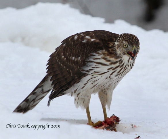 Photo by Chris Bosak A young Cooper's Hawk eats a squirrel in southern New England in Feb. 2015.