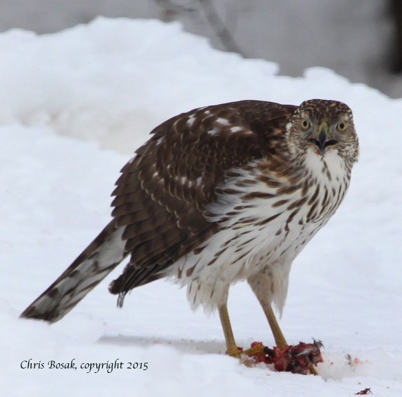 Photo by Chris Bosak A young Cooper's Hawk eats a squirrel in southern New England in Feb. 2015.
