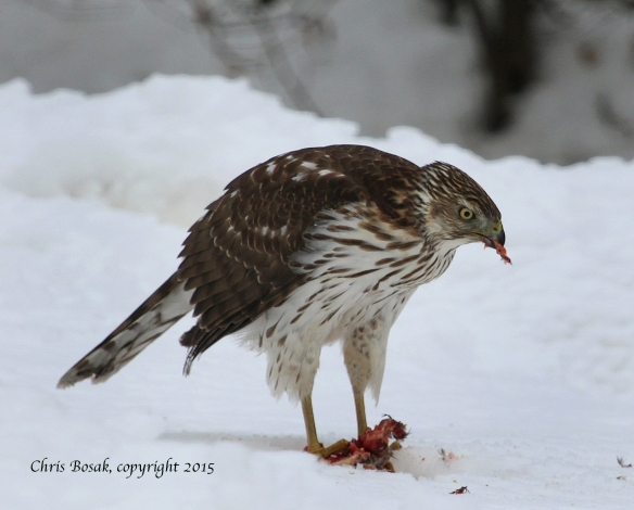 Photo by Chris Bosak A young Cooper's Hawk eats a squirrel in southern New England in Feb. 2015.