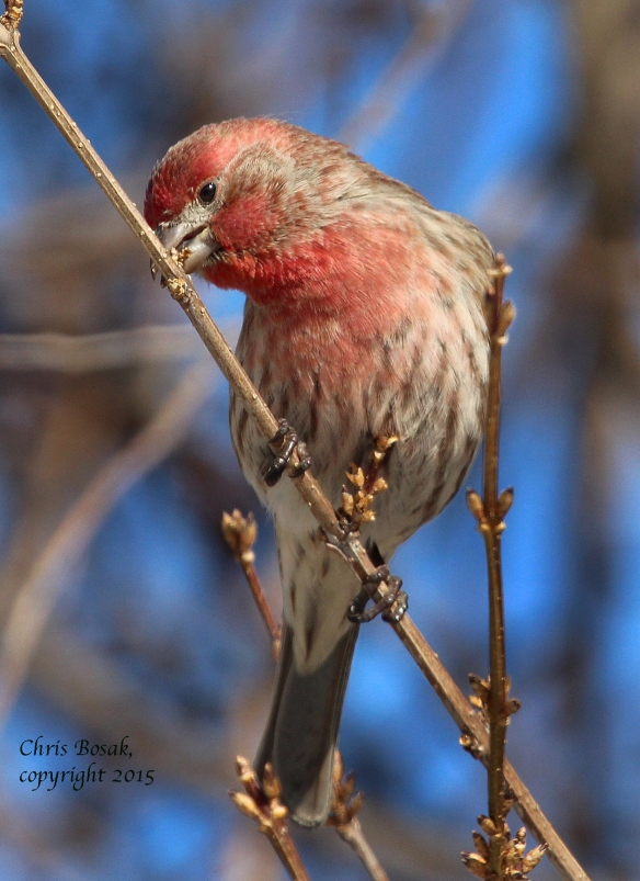 Photo by Chris Bosak A House Finch eats buds from a bush in Norwalk, Conn., Feb. 2015.