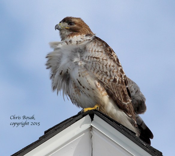 Photo by Chris Bosak A Red-tailed Hawk at Weed Beach in Darien, Conn., Jan. 2015.