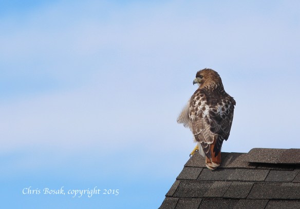 Photo by Chris Bosak A Red-tailed hawk at Weed Beach in Darien, Conn., January 2015.