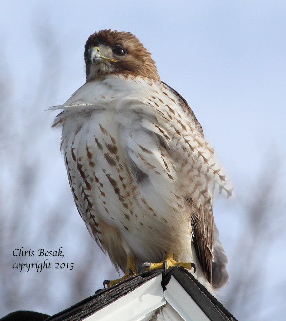 Photo by Chris Bosak A Red-tailed Hawk at Weed Beach in Darien, Conn., Jan. 2015.