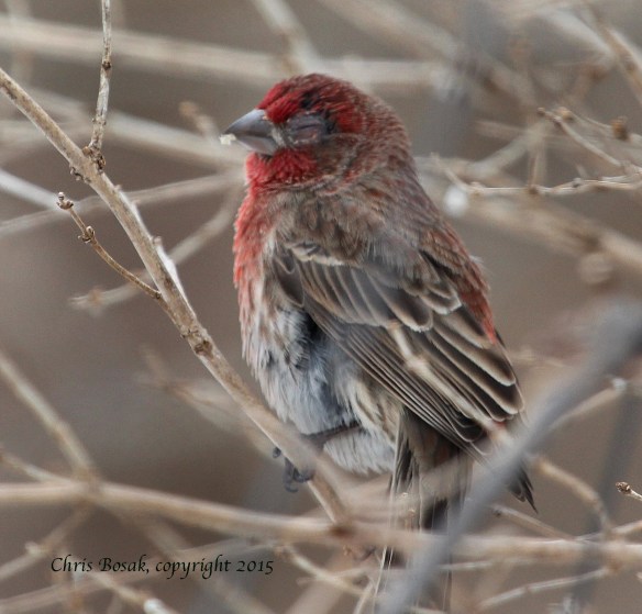Photo by Chris Bosak A House Finch with an eye disease visits a feeder station in Stamford, Conn., March 2015