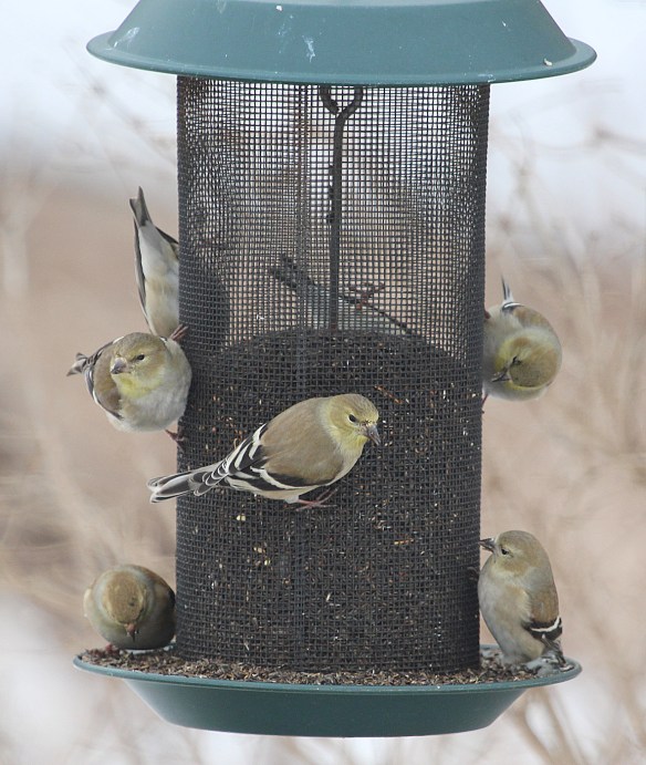Photo by Chris Bosak American Goldfinches eat from a feeder at Cove Island Park in Stamford, March 2015.