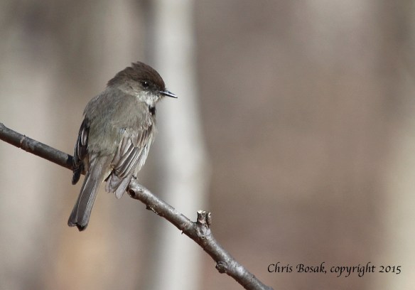 Photo by Chris Bosak An Eastern Phoebe perches on a branch in Selleck's Woods in Darien, Conn., in late March 2015.