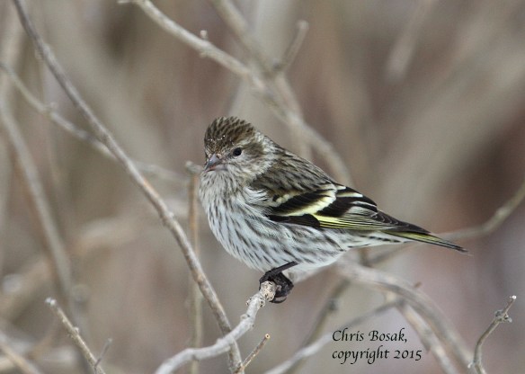 Photo by Chris Bosak A Pine Siskin perches on a branch at Cove Island Park in Stamford in March, 2015.