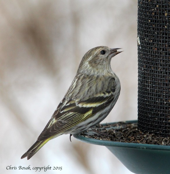 Photo by Chris Bosak A Pine Siskin eats Nyjer seeds at Cove Island Park in Stamford, March 2015.