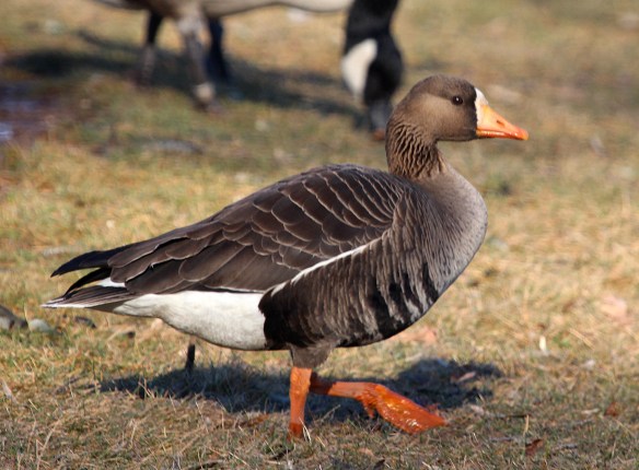 Photo by Chris Bosak A Greater White-fronted Goose is seen with a flock of Canada Geese at Cove Island Park in Stamford, Conn., March 2015.