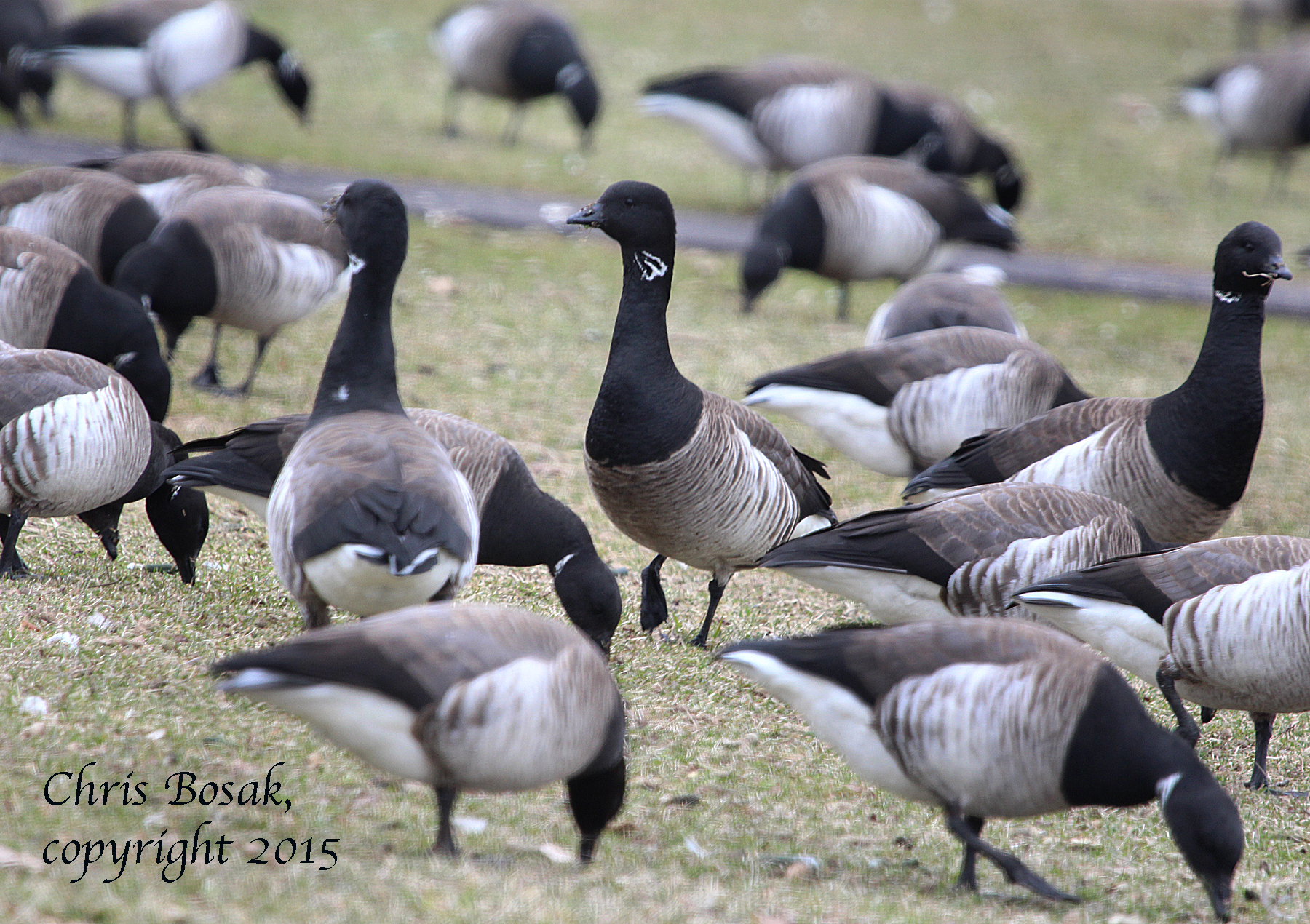 Photo by Chris Bosak A large flock of Brant at Calf Pasture Beach, April 2015.