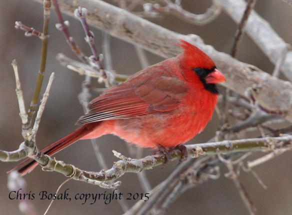 Photo by Chris Bosak A male Northern Cardinal in Stamford, Conn., March 2015.