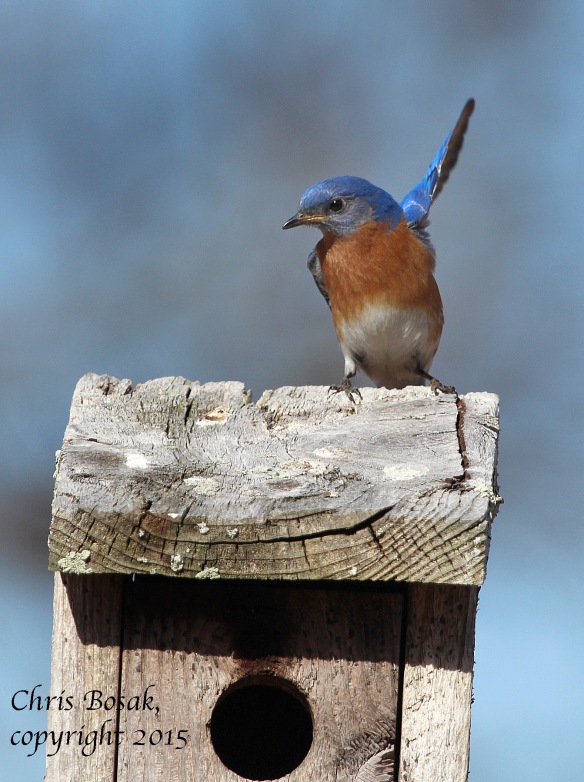 Photo by Chris Bosak An Eastern Bluebird stretches a wing as it rests on a birdhouse at Mather Meadows in Darien, Conn., April 2015.