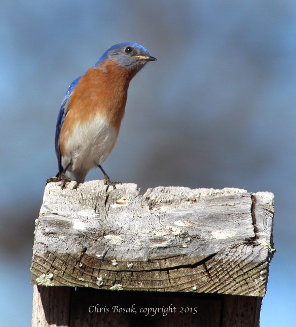 Photo by Chris Bosak An Eastern Bluebird rests on a birdhouse at Mather Meadows in Darien, Conn., April 2015.