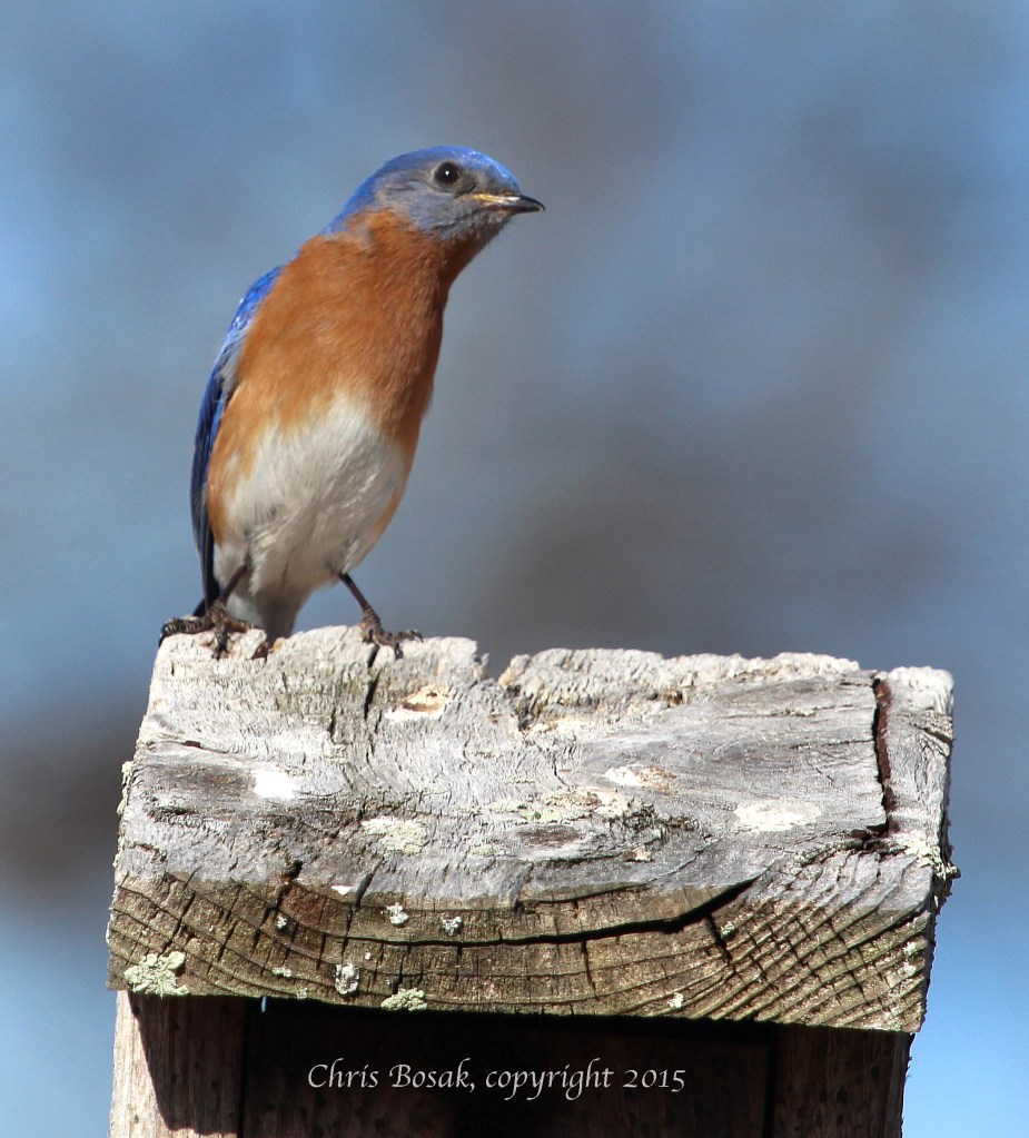 Photo by Chris Bosak An Eastern Bluebird rests on a birdhouse at Mather Meadows in Darien, Conn., April 2015.