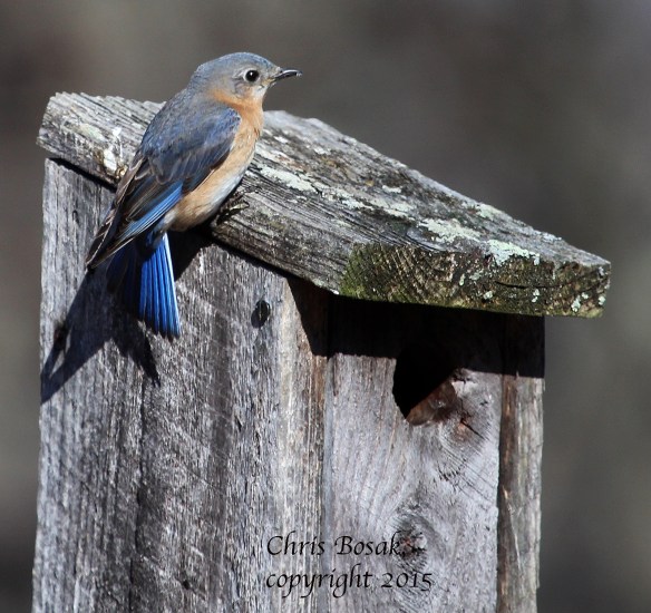 Photo by Chris Bosak A female Eastern Bluebird perches on a birdhouse at Mather Meadows in Darien, Conn., April 2015.