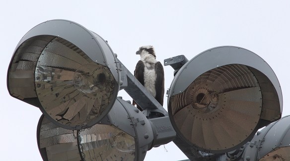 Photo by Chris Bosak An Osprey perches atop a light pole and is dwarfed by the huge lights at Calf Pasture Beach in Norwalk, Conn., in this April 20015 photo.