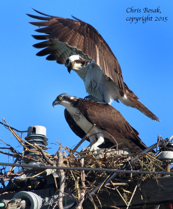 Photo by Chrisi Bosak A male Osprey flies above a female Osprey at Veterans Park in Norwalk, Conn., April 29, 2015.