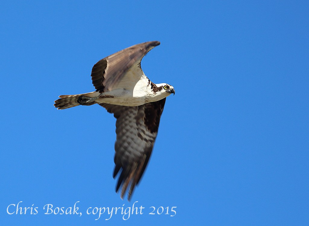 Photo by Chrisi Bosak An Osprey flies over Veterans Park in Norwalk, Conn., April 29, 2015.