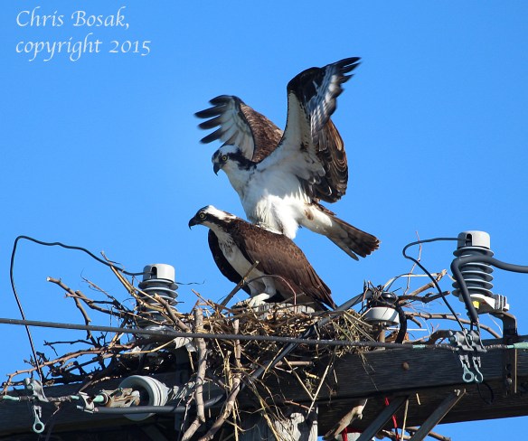 Photo by Chrisi Bosak A male Osprey flies above a female Osprey at Veterans Park in Norwalk, Conn., April 29, 2015.