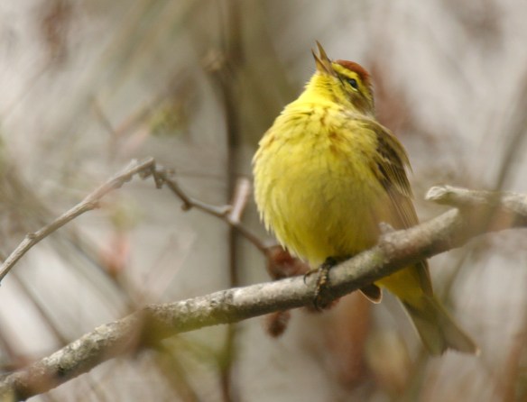 Photo by Chris Bosak Palm Warbler