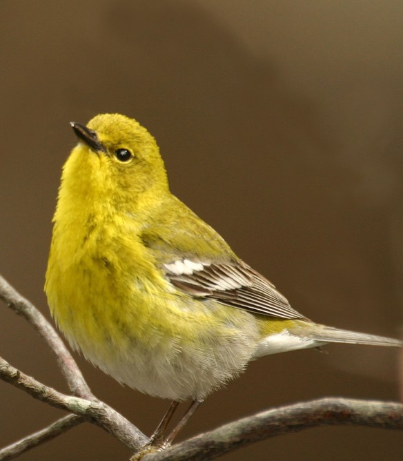 Photo by Chris Bosak Pine Warbler 