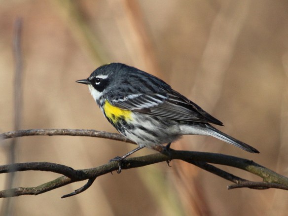 Photo by Chris Bosak Yellow-rumped Warbler at Selleck's Woods in Darien, Conn., April 2014.