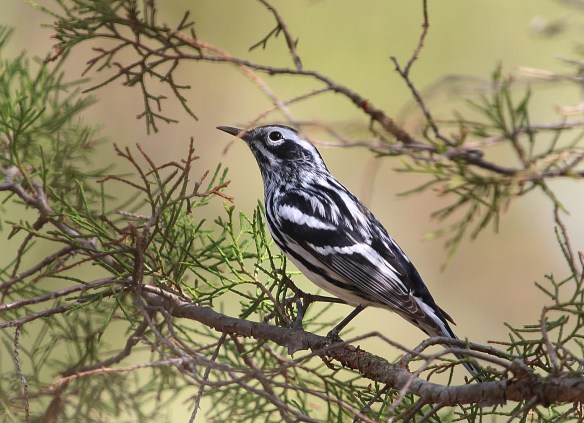Photo by Chris Bosak A Black-and-White Warbler looks throughout an evergreen for food at Selleck's Woods in Darien, Conn., 2015.
